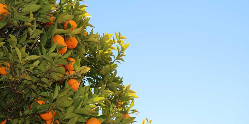 波士顿深度游：从历史名城到大学殿堂的60小时完美体验