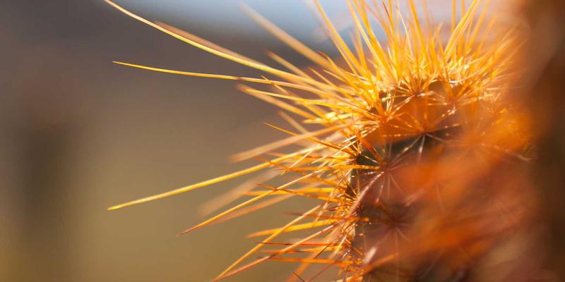 波士顿龙虾寻味指南：从昆西市场到哈佛学子的私藏海鲜地图